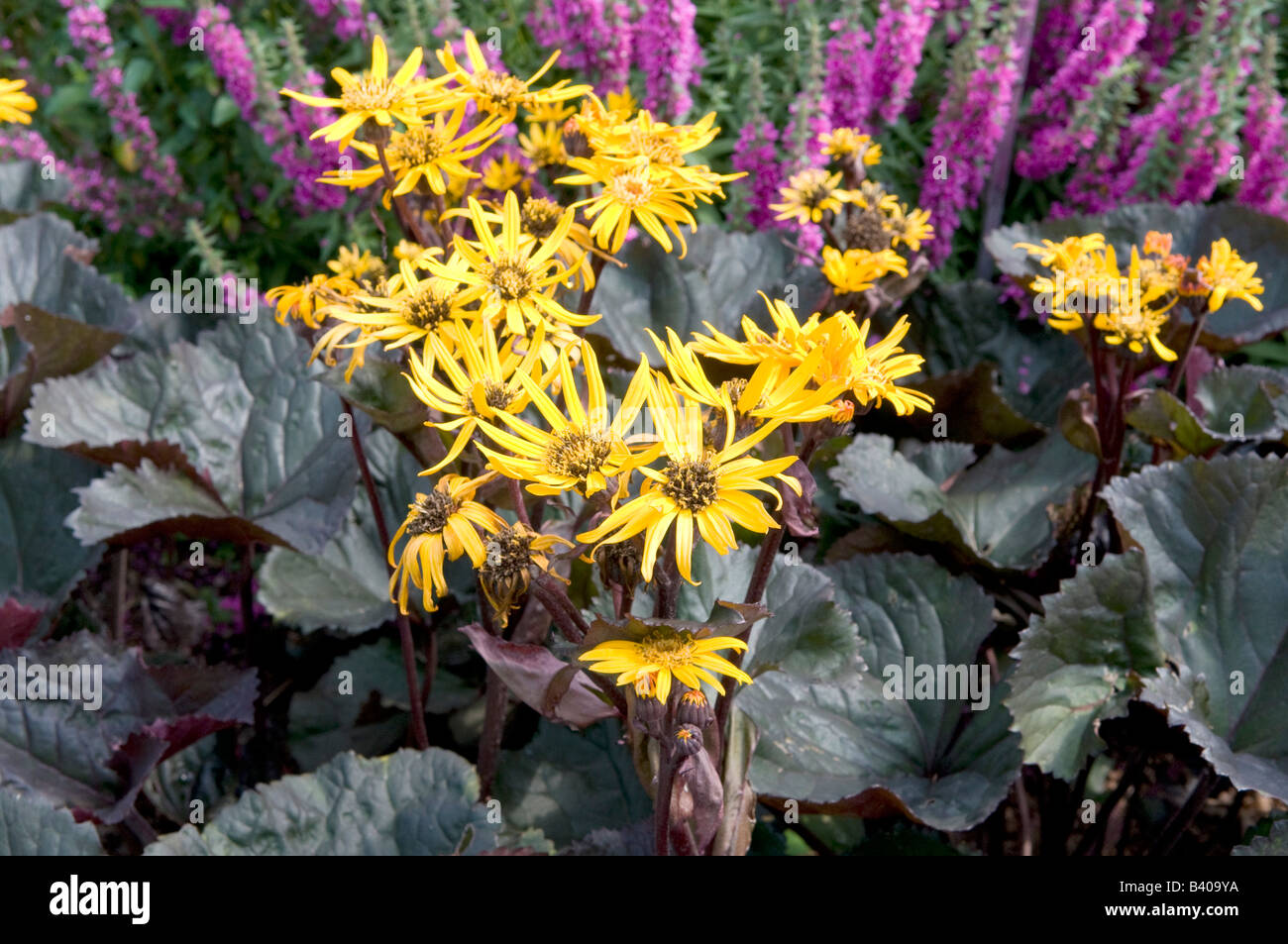 Ligularia compositae asteraceae `Britt Marie Crawford` Stock Photo